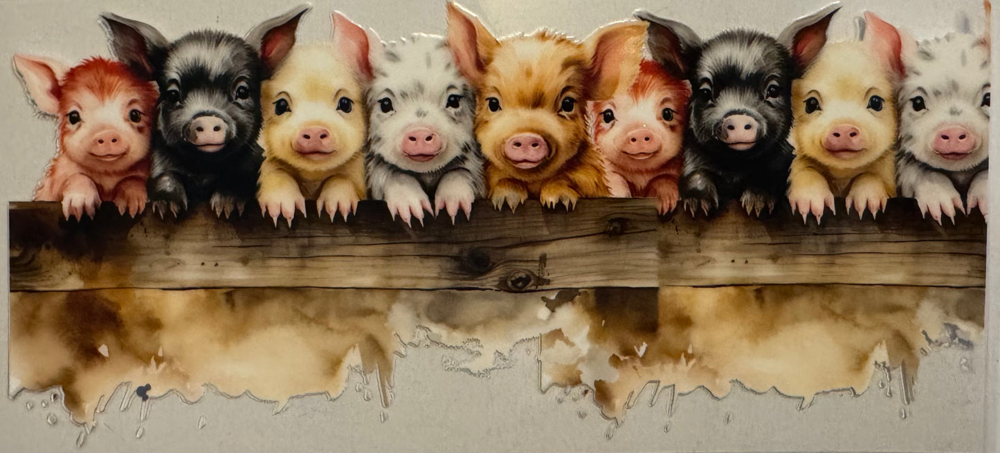 Pig003